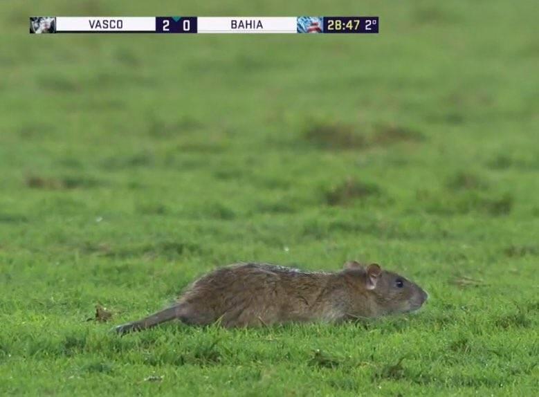 Rato é flagrado pela câmera do SporTV desfilando no gramado de São Januário. Crédito: Reprodução