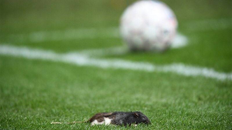 Torcida atira ratos em time adversário durante clássico na Europa