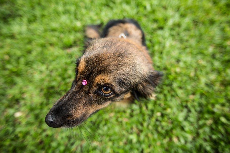 Jogo do Coritiba terá desfile de cachorros para adoção