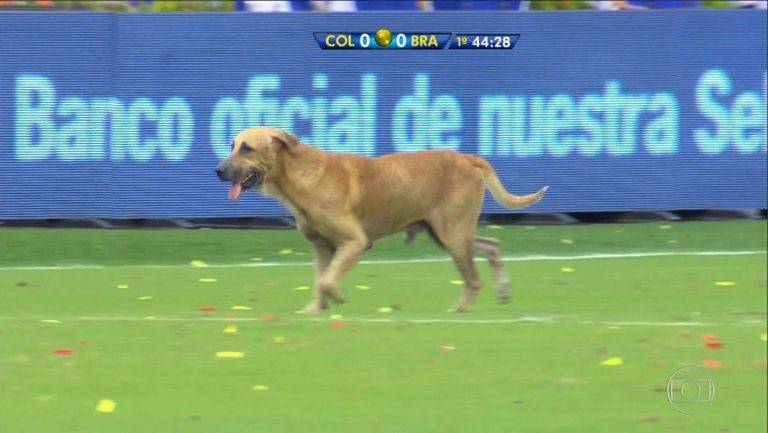 Cachorro invade campo e dá olé em Colômbia x Brasil