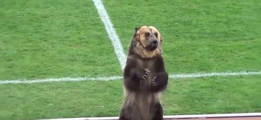 Urso anima torcida e inicia jogo, mas está fora da abertura da Copa do Mundo