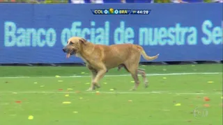 Cachorro invade campo e dá olé em Colômbia x Brasil