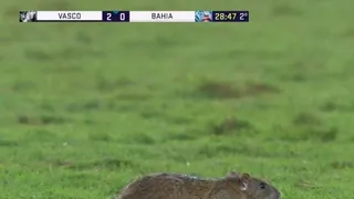 Rato rouba a cena na eliminação do Vasco na Copa do Brasil