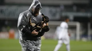 Cachorro que invadiu Couto ganha nome de atacante, é resgatado ‘por acaso’ e aguarda adoção
