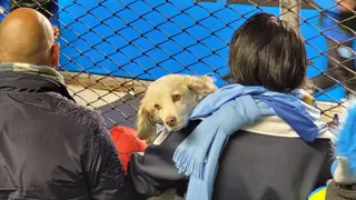 Camisa do Furacão à venda, cachorro na torcida e isopor: bastidores de Bolívar x Athletico