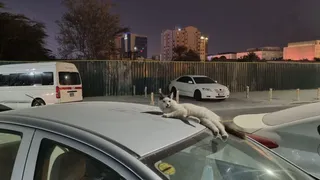 Gatos são milhões e dominam ruas do Catar, enquanto cachorros são raridade