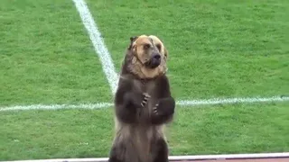Urso anima torcida e inicia jogo, mas está fora da abertura da Copa do Mundo
