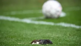 Torcida atira ratos em time adversário durante clássico na Europa