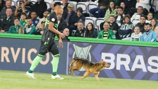 Mais um caramelo? Cachorro invade campo do Couto Pereira no meio da partida do Coritiba