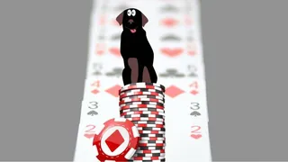 Torneio “Cachorro Loco” pagará R$ 100 mil para jogadores de poker em Curitiba