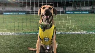 Coritiba lança pelúcia do “Caramelo Auviverde”, cachorro adotado pelo clube