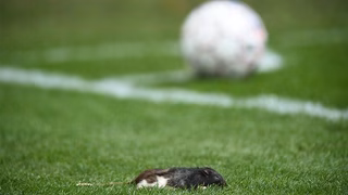 Torcida atira ratos em time adversário durante clássico na Europa